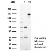 SDS-PAGE analysis of purified, BSA-free SIGLEC10 antibody (clone SIGLEC10/7581) as confirmation of integrity and purity.