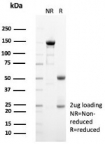 SDS-PAGE analysis of purified, BSA-free SIGLEC10 antibody (clone SIGLEC10/7582) as confirmation of integrity and purity.