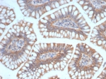 IHC staining of FFPE human small intestine tissue with SIGLEC10 antibody (clone SIGLEC10/7582). HIER: boil tissue sections in pH 9 10mM Tris with 1mM EDTA for 20 min and allow to cool before testing.