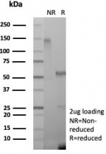 SDS-PAGE analysis of purified, BSA-free CD271 antibody (clone NGFR/8590R) as confirmation of integrity and purity.