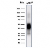 Western blot testing of human brain tissue lysate with GFAP antibody (clone GFAP/6886).