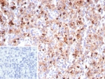 IHC staining of FFPE human spleen tissue with MPO antibody (clone MPO/8290R). Inset: PBS used in place of primary Ab (secondary Ab negative control). HIER: boil tissue sections in pH 9 10mM Tris with 1mM EDTA for 20 min and allow to cool before testing.