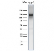 Western blot testing of human THP-1 cell lysate with CD31 antibody (clone PECAM1/3539). Expected molecular weight: 83-130 kDa depending on level of glycosylation.