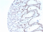 IHC staining of FFPE human stomach tissue with RBFOX3 antibody (clone NEUN/7167). HIER: boil tissue sections in pH 9 10mM Tris with 1mM EDTA for 20 min and allow to cool before testing.