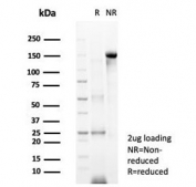 SDS-PAGE analysis of purified, BSA-free RBFOX3 antibody (clone NEUN/7168) as confirmation of integrity and purity.