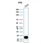 Western blot testing of human 293T cell lysate with Survivin antibody. Predicted molecular weight ~16 kDa.