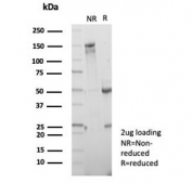 SDS-PAGE analysis of purified, BSA-free CD7 antibody (clone CD7/7605) as confirmation of integrity and purity.