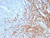 IHC staining of FFPE human tonsil tissue with CD7 antibody (clone CD7/7605). HIER: boil tissue sections in pH 9 10mM Tris with 1mM EDTA for 20 min and allow to cool before testing.