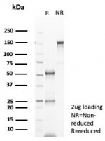 SDS-PAGE analysis of purified, BSA-free NeuN antibody (clone rNEUN/8054) as confirmation of integrity and purity.