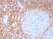 IHC staining of FFPE human tonsil tissue with CD7 antibody (clone CD7/8118R). HIER: boil tissue sections in pH 9 10mM Tris with 1mM EDTA for 20 min and allow to cool before testing.