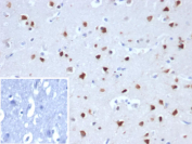RBFOX3 Antibody Human Cerebellum Tissue Immunohistochemistry. IHC staining of FFPE human cerebellum tissue with RBFOX3antibody (clone NEUN/8096R). Inset: PBS used in place of primary Ab (secondary Ab negative control). HIER: boil tissue sections in pH 9 10mM Tris with 1mM EDTA for 20 min and allow to cool before testing.