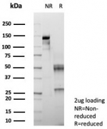 SDS-PAGE analysis of purified, BSA-free SMAD4 antibody (clone SMAD4/7903) as confirmation of integrity and purity.