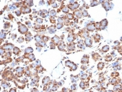 IHC staining of FFPE human salivary gland tissue with SMAD4 / DPC4 antibody (clone SMAD4/7905R). HIER: boil tissue sections in pH 9 10mM Tris with 1mM EDTA for 20 min and allow to cool before testing.