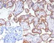 IHC staining of FFPE human placental tissue with CD147 antibody (clone BSG/7954) at 2ug/ml. Inset: PBS used in place of primary Ab (secondary Ab negative control). HIER: boil tissue sections in pH 9 10mM Tris with 1mM EDTA for 20 min and allow to cool before testing.