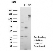 SDS-PAGE analysis of purified, BSA-free CD147 antibody (clone BSG/7954) as confirmation of integrity and purity.