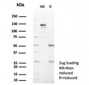 SDS-PAGE analysis of purified, BSA-free SERPINB5 antibody (clone SERPINB5/4971) as confirmation of integrity and purity.