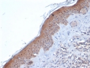 IHC staining of FFPE human skin tissue with SERPINB5 antibody (clone SERPINB5/4971). HIER: boil tissue sections in pH 9 10mM Tris with 1mM EDTA for 20 min and allow to cool before testing.