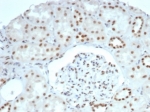 IHC staining of FFPE human kidney tissue with SMARCA4 antibody (clone BRG1/6531R). HIER: boil tissue sections in pH 9 10mM Tris with 1mM EDTA for 20 min and allow to cool before testing.
