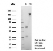 SDS-PAGE analysis of purified, BSA-free CD147 antibody (clone BSG/7949) as confirmation of integrity and purity.