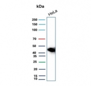 Western blot testing of human HeLa cell lysate with CD147 antibody. Predicted molecular weight: ~27 kDa (unmodified), 43-66 kDa (glycosylated).