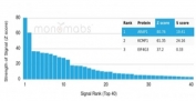 Analysis of a HuProt(TM) microarray containing more than 19,000 full-length human proteins using CD23 antibody (clone FCER2/6893). Z- and S- Score: The Z-score represents the strength of a signal that a monoclonal antibody (in combination with a fluorescently-tagged anti-IgG secondary antibody) produces when binding to a particular protein on the HuProt(TM) array. Z-scores are described in units of standard deviations (SD's) above the mean value of all signals generated on that array. If targets on HuProt(TM) are arranged in descending order of the Z-score, the S-score is the difference (also in units of SD's) between the Z-score. S-score therefore represents the relative target specificity of a mAb to its intended target. A mAb is considered to specific to its intended target, if the mAb has an S-score of at least 2.5. For example, if a mAb binds to protein X with a Z-score of 43 and to protein Y with a Z-score of 14, then the S-score for the binding of that mAb to protein X is equal to 29.
