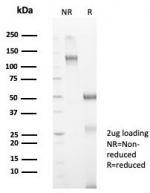 SDS-PAGE analysis of purified, BSA-free Anti-Mullerian Hormone antibody (clone AMH/7354) as confirmation of integrity and purity.