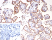 IHC staining of FFPE human placental tissue with Emmprin antibody (clone BSG/7950) at 2ug/ml. Inset: PBS used in place of primary Ab (secondary Ab negative control). HIER: boil tissue sections in pH 9 10mM Tris with 1mM EDTA for 20 min and allow to cool before testing.