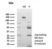 SDS-PAGE analysis of purified, BSA-free Emmprin antibody (clone BSG/7950) as confirmation of integrity and purity.