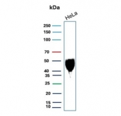 Western blot testing of human HeLa cell lysate with Emmprin antibody. Predicted molecular weight: ~27 kDa (unmodified), 43-66 kDa (glycosylated).