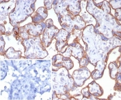 IHC staining of FFPE human placental tissue with Basigin antibody (clone BSG/7952) at 2ug/ml. Inset: PBS used in place of primary Ab (secondary Ab negative control). HIER: boil tissue sections in pH 9 10mM Tris with 1mM EDTA for 20 min and allow to cool before testing.