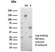 SDS-PAGE analysis of purified, BSA-free Basigin antibody (clone BSG/7952) as confirmation of integrity and purity.
