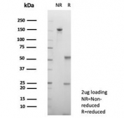 SDS-PAGE analysis of purified, BSA-free BSG antibody (clone BSG/7955) as confirmation of integrity and purity.