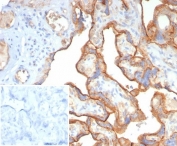 IHC staining of FFPE human placental tissue with BSG antibody (clone BSG/7955) at 2ug/ml. Inset: PBS used in place of primary Ab (secondary Ab negative control). HIER: boil tissue sections in pH 9 10mM Tris with 1mM EDTA for 20 min and allow to cool before testing.