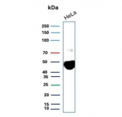 Western blot testing of human HeLa cell lysate with BSG antibody. Predicted molecular weight: ~27 kDa (unmodified), 43-66 kDa (glycosylated).