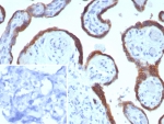 IHC staining of FFPE human placental tissue with Epstein-Barr virus induced 3 antibody (clone EBI3/8905). Inset: PBS used in place of primary Ab (secondary Ab negative control). HIER: boil tissue sections in pH 9 10mM Tris with 1mM EDTA for 20 min and allow to cool before testing.