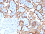 IHC staining of FFPE human placental tissue with Epstein-Barr virus induced 3 antibody (clone EBI3/8906). Inset: PBS used in place of primary Ab (secondary Ab negative control). HIER: boil tissue sections in pH 9 10mM Tris with 1mM EDTA for 20 min and allow to cool before testing.