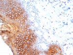 IHC staining of FFPE human esophagus tissue with Suprabasin antibody (clone SBSN/7965). HIER: boil tissue sections in pH 9 10mM Tris with 1mM EDTA for 20 min and allow to cool before testing.