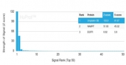 Analysis of a HuProt(TM) microarray containing more than 19,000 full-length human proteins using UPK3B antibody (clone UPK3B/3270) Z- and S- Score: The Z-score represents the strength of a signal that a monoclonal antibody (in combination with a fluorescently-tagged anti-IgG secondary antibody) produces when binding to a particular protein on the HuProt(TM) array. Z-scores are described in units of standard deviations (SD's) above the mean value of all signals generated on that array. If targets on HuProt(TM) are arranged in descending order of the Z-score, the S-score is the difference (also in units of SD's) between the Z-score. S-score therefore represents the relative target specificity of a mAb to its intended target. A mAb is considered to specific to its intended target, if the mAb has an S-score of at least 2.5. For example, if a mAb binds to protein X with a Z-score of 43 and to protein Y with a Z-score of 14, then the S-score for the binding of that mAb to protein X is equal to 29.