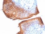IHC staining of FFPE human skin tissue with Suprabasin antibody (clone SBSN/7964). HIER: boil tissue sections in pH 9 10mM Tris with 1mM EDTA for 20 min and allow to cool before testing.
