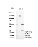 SDS-PAGE analysis of purified, BSA-free Suprabasin antibody (clone SBSN/7964) as confirmation of integrity and purity.
