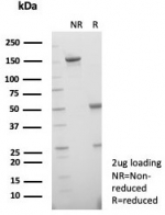 SDS-PAGE analysis of purified, BSA-free SBSN antibody (clone SBSN/7961) as confirmation of integrity and purity.