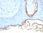 IHC staining of FFPE human skin tissue with Kallikrein 5 antibody (clone KLK5/4760). HIER: boil tissue sections in pH 9 10mM Tris with 1mM EDTA for 20 min and allow to cool before testing.