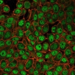 Immunofluorescent staining of PFA-fixed human HeLa cells with Upstream stimulatory factor 2 antibody (clone PCRP-USF2-1A7) followed by goat anti-mouse IgG-CF488 (green); Red = CF640R phalloidin.