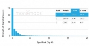 Analysis of a HuProt(TM) microarray containing more than 19,000 full-length human proteins using Upstream stimulatory factor 2 antibody (PCRP-USF2-1A7). Z- and S- Score: The Z-score represents the strength of a signal that a monoclonal antibody (in combination with a fluorescently-tagged anti-IgG secondary antibody) produces when binding to a particular protein on the HuProt(TM) array. Z-scores are described in units of standard deviations (SD's) above the mean value of all signals generated on that array. If targets on HuProt(TM) are arranged in descending order of the Z-score, the S-score is the difference (also in units of SD's) between the Z-score. S-score therefore represents the relative target specificity of a mAb to its intended target. A mAb is considered to specific to its intended target, if the mAb has an S-score of at least 2.5. For example, if a mAb binds to protein X with a Z-score of 43 and to protein Y with a Z-score of 14, then the S-score for the binding of that mAb to protein X is equal to 29.