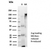 SDS-PAGE analysis of purified, BSA-free Upstream stimulatory factor 2 antibody (clone PCRP-USF2-1A7) as confirmation of integrity and purity.