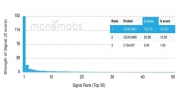 Analysis of a HuProt(TM) microarray containing more than 19,000 full-length human proteins using BGP-1 antibody (clone CEACAM1/4843). Z- and S- Score: The Z-score represents the strength of a signal that a monoclonal antibody (in combination with a fluorescently-tagged anti-IgG secondary antibody) produces when binding to a particular protein on the HuProt(TM) array. Z-scores are described in units of standard deviations (SD's) above the mean value of all signals generated on that array. If targets on HuProt(TM) are arranged in descending order of the Z-score, the S-score is the difference (also in units of SD's) between the Z-score. S-score therefore represents the relative target specificity of a mAb to its intended target. A mAb is considered to specific to its intended target, if the mAb has an S-score of at least 2.5. For example, if a mAb binds to protein X with a Z-score of 43 and to protein Y with a Z-score of 14, then the S-score for the binding of that mAb to protein X is equal to 29.