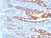 IHC staining of FFPE human small intestine tissue with BGP-1 antibody (clone CEACAM1/4843). HIER: boil tissue sections in pH 9 10mM Tris with 1mM EDTA for 20 min and allow to cool before testing.