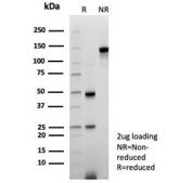 SDS-PAGE analysis of purified, BSA-free ERCC1 antibody (clone ERCC1/7596) as confirmation of integrity and purity.
