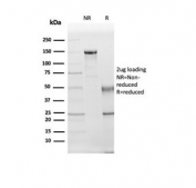 SDS-PAGE analysis of purified, BSA-free Kallikrein 5 antibody (clone KLK5/3844) as confirmation of integrity and purity.