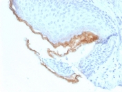 IHC staining of FFPE human skin tissue with Kallikrein 5 antibody (clone KLK5/3844). HIER: boil tissue sections in pH 9 10mM Tris with 1mM EDTA for 20 min and allow to cool before testing.